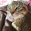 rinrintotto