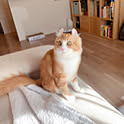 dan