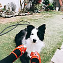 Charisse