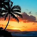 aloha