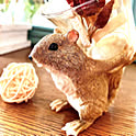 ajumi