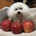 yuki