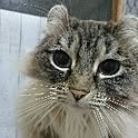 tanu-chan