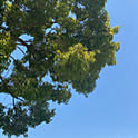 st