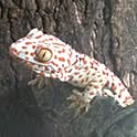 gyamo