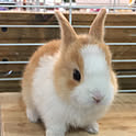 denka