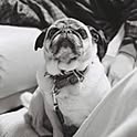 1121pug