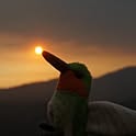 HummingBird