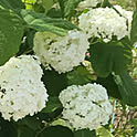 syun