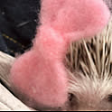 mocomoco