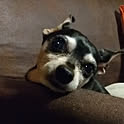 rie