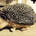 hamufamu