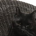 kubo