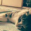 maruko