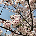 Osyu