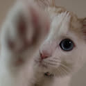 Tomo