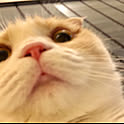 Sho