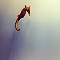 monko