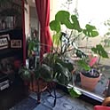 serendipity704