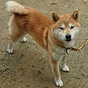 hitomi