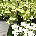 muguet
