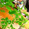 cappucci258