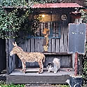 fukumiki+