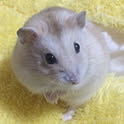 Fukuchan