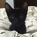 cocoshan