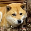 Masami