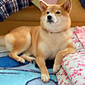 komugi
