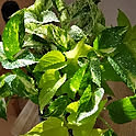 matu