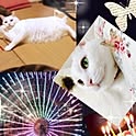 kazumi_y