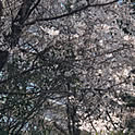 pu2