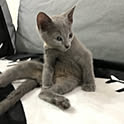 Mel