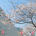 usamaru