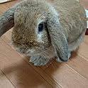 ruru
