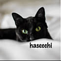 hasecchi