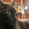 pita