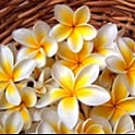 PURUMERIA