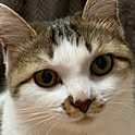 odeko