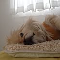 bubu