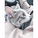 TOM