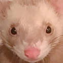 TT_TT