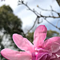Hinakazulove