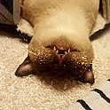 teitae