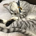 tukune