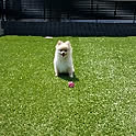kina