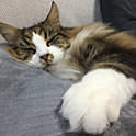 mosura