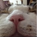 mameko